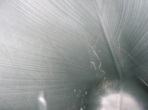 DSCN4241